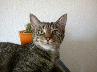 ext. Bild