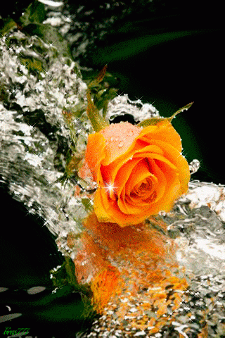 u9p8jxk54yv.gif