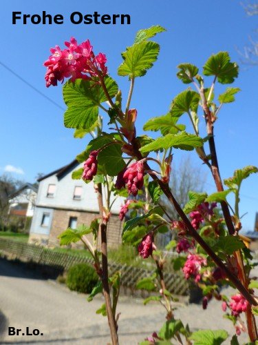 An den Beitrag angehängtes Bild: https://img24.dreamies.de/img/628/b/6f4g0rk59bl.jpg